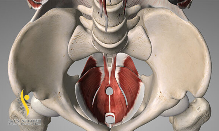 عضلات کف لگن چه نقشی در بدن دارند؟